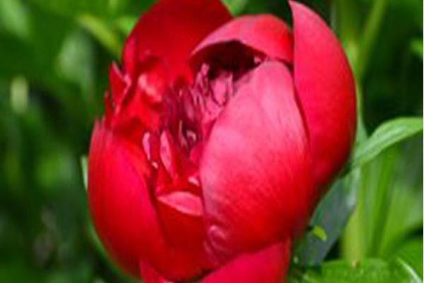 Paeonia \x27Red Charm\x27 Paeonia \x27Red Charm\x27