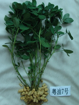 粵油7號 粵油7號
