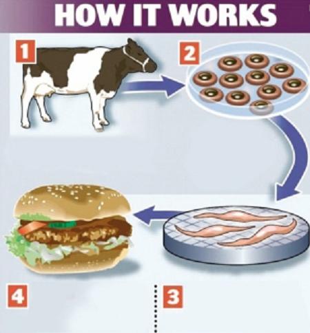 人造牛肉製作過程