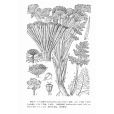 舟瓣芹 舟瓣芹