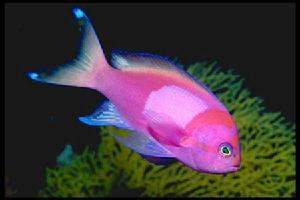 紫印魚