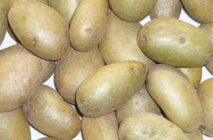 金薯926