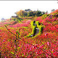 評花會 評花會