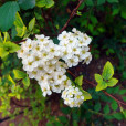 土莊繡線菊(土莊花) 土莊繡線菊(土莊花)