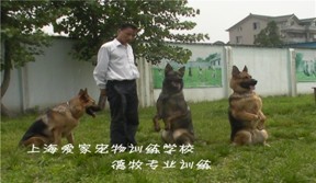 上海愛家寵物訓練學校