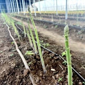 蘆筍(龍鬚菜（蘆筍的別名）)