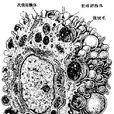 巨噬細胞(血液細胞)