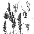 西康野青茅 西康野青茅