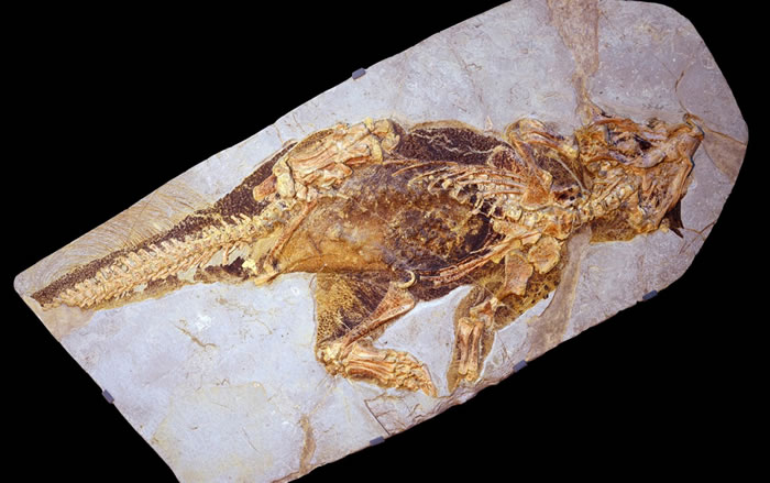 鸚鵡嘴龍化石