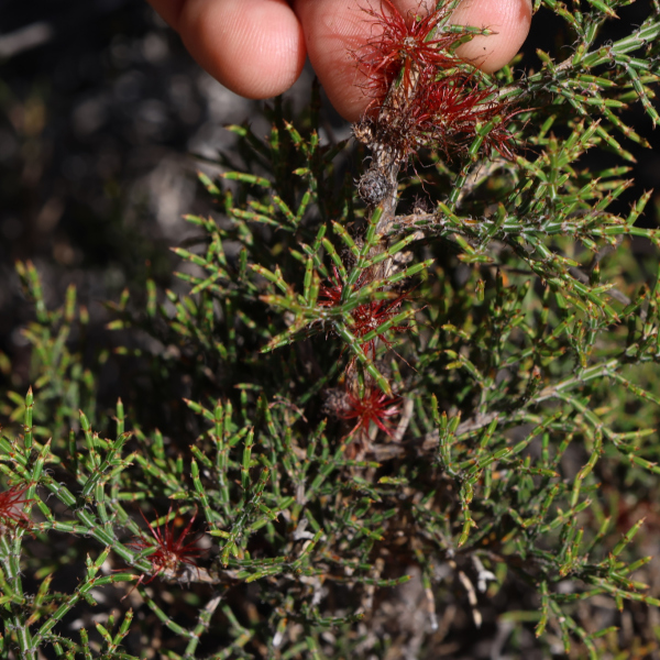 Allocasuarina microstachya