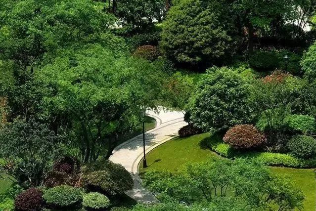 主景植物 主景植物