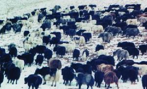 新疆氂牛