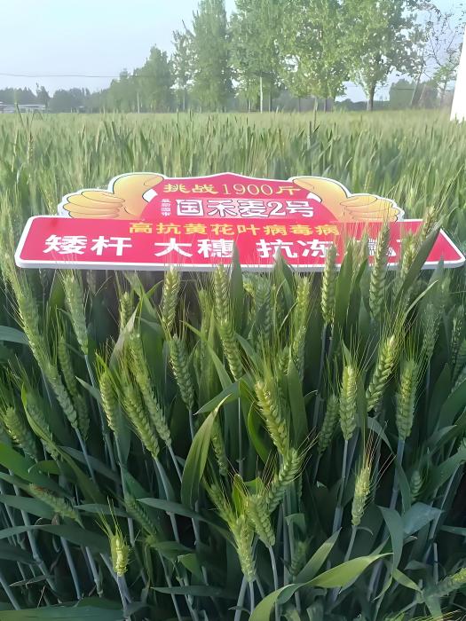 國禾麥2號 國禾麥2號