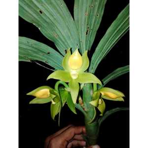 Cycnoches aureum