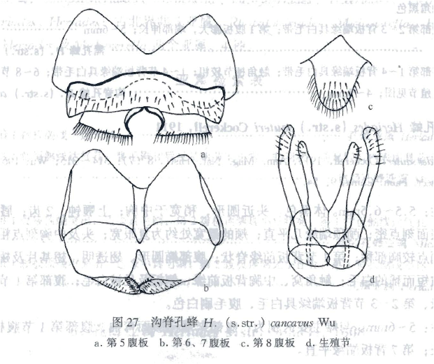 溝脊孔蜂 溝脊孔蜂