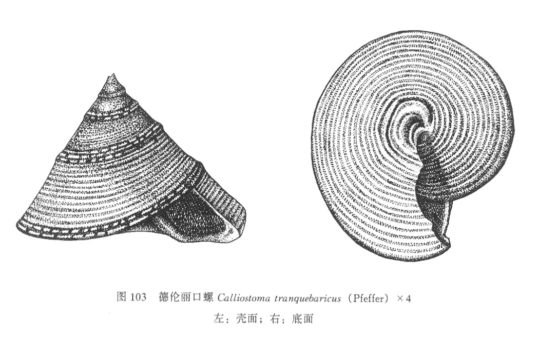 德倫麗口螺 德倫麗口螺
