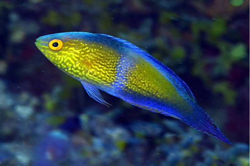 雀魚屬 雀魚屬