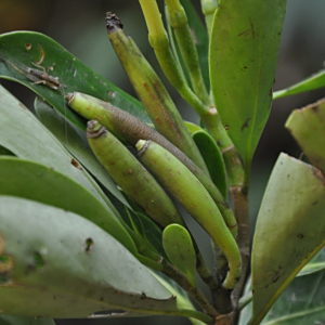 Cosmibuena macrocarpa