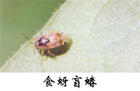 食蚜盲蝽