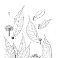 細角樓梯草 細角樓梯草