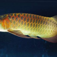 魚(譚劍飛創作的詩歌) 魚(譚劍飛創作的詩歌)