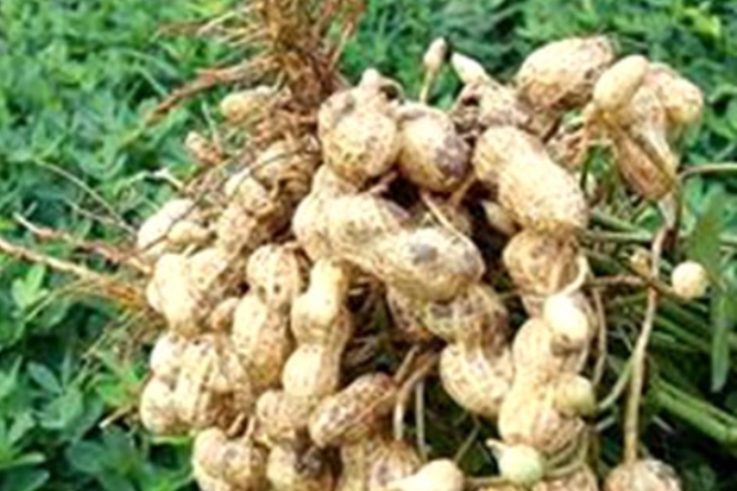豫花7號 豫花7號