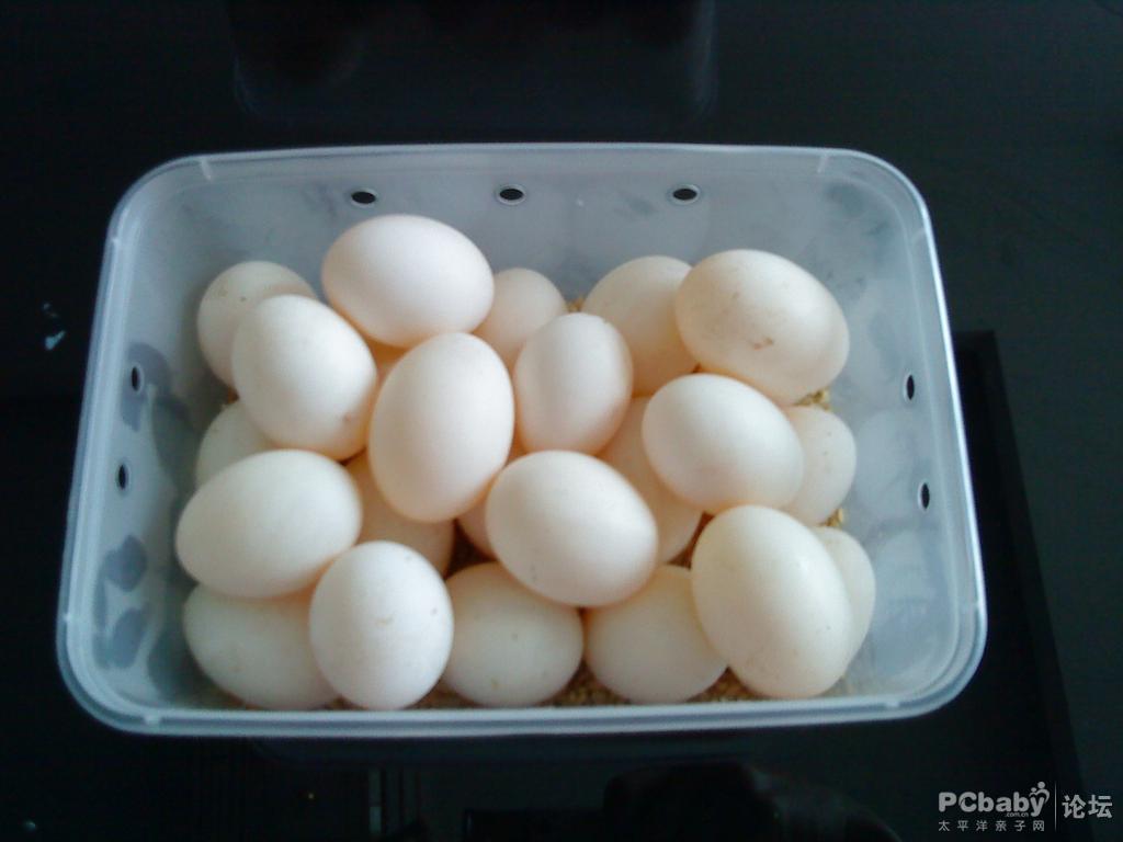 鴿子蛋(鴿子的卵)