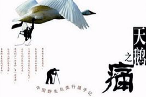 天鵝之痛 天鵝之痛