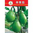 早青茄 早青茄