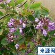 暗黃杭子梢 暗黃杭子梢