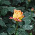 偉大(薔薇屬月季栽培品種) 偉大(薔薇屬月季栽培品種)