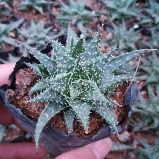 雪花蘆薈 雪花蘆薈