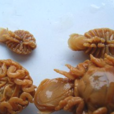 魚虱子 魚虱子