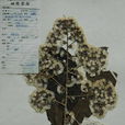 大發散(大發散) 大發散(大發散)