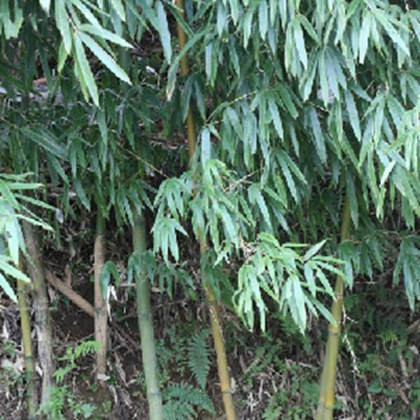 台灣桂竹