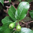 華檀梨 華檀梨