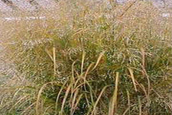 Panicum virgatum \x27Squaw\x27