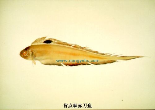 棘赤刀魚屬 棘赤刀魚屬