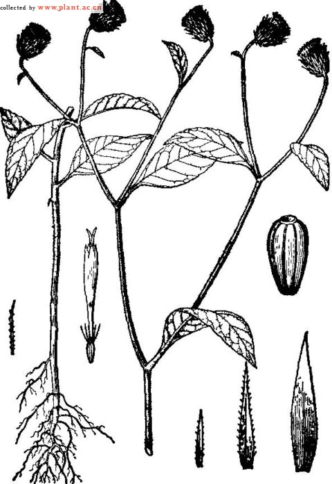 凋纓菊屬植物：凋纓菊