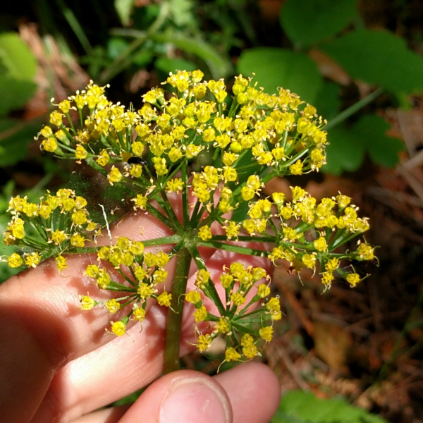 Lomatium parvifolium