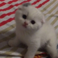 折耳貓