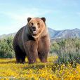 高加索棕熊