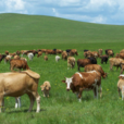 農業部關於加強飼料和畜產品質量安全監管工作的通知