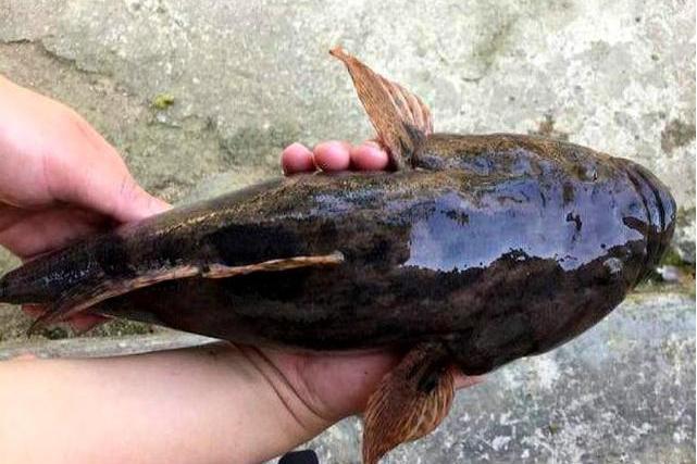 絲蝦虎魚屬 絲蝦虎魚屬