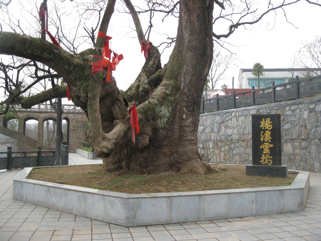 楊溪雲樹