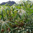 木薯屬 木薯屬