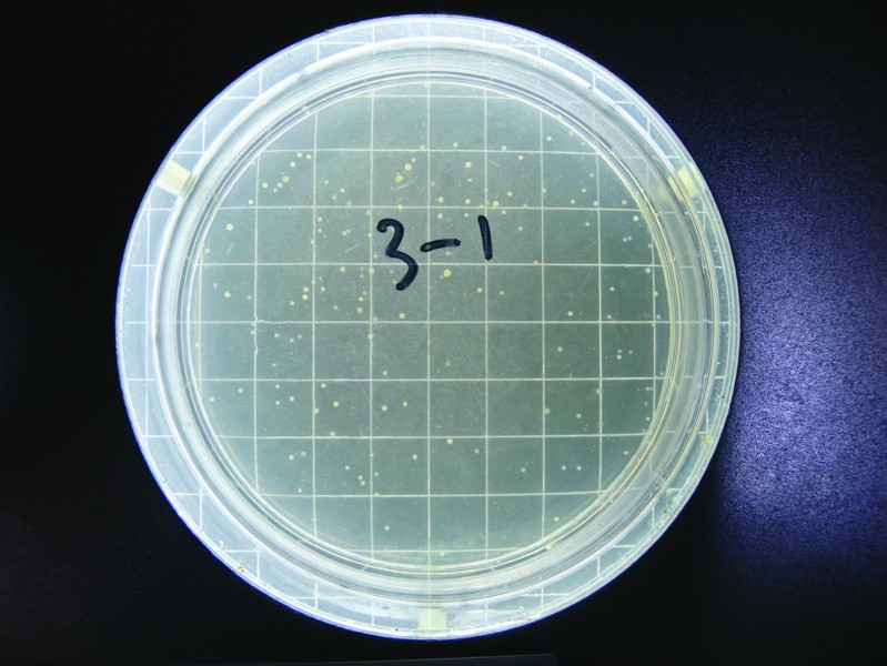 CFU(微生物學名詞)
