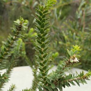 Melaleuca squarrosa