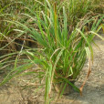 野笠苔草 野笠苔草