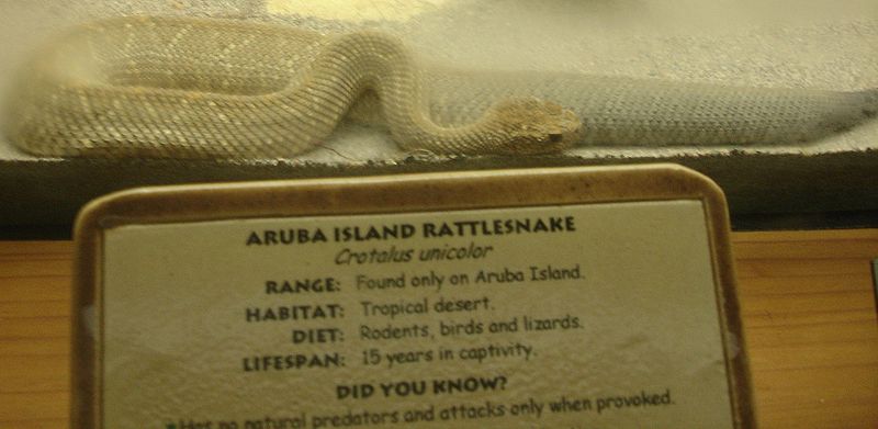 阿魯巴島響尾蛇